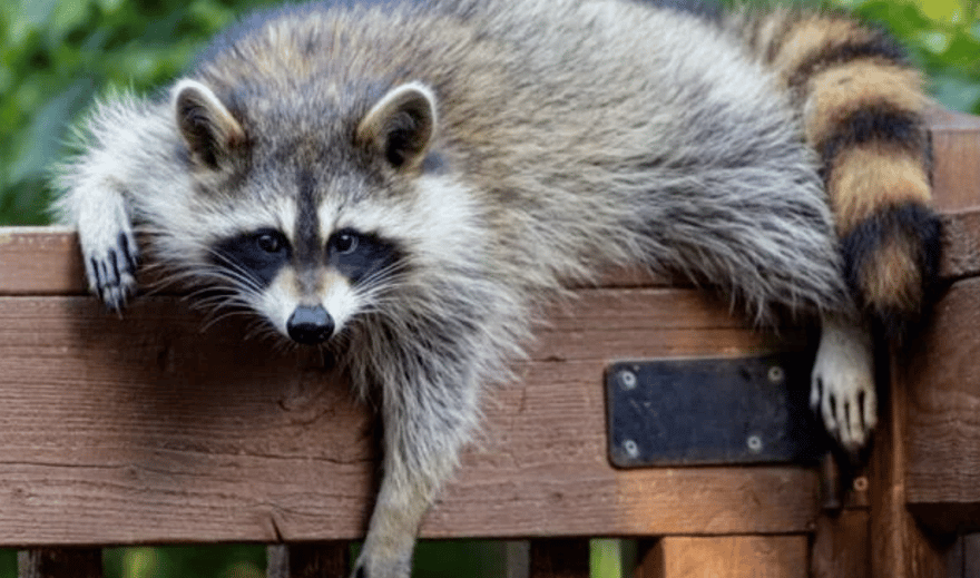 raccoon-laying-on-fence