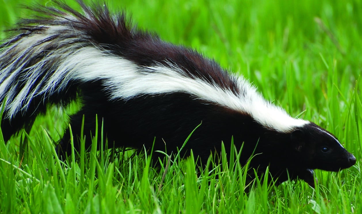 skunk in grass skunk removal