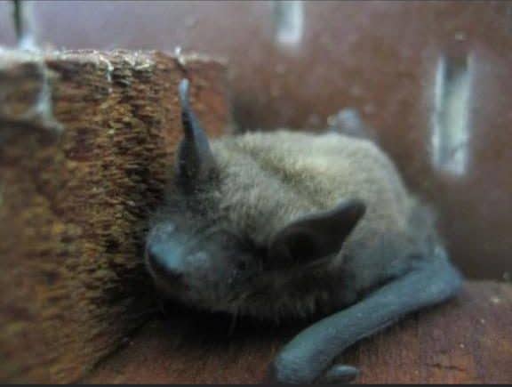 bat in attic closeup