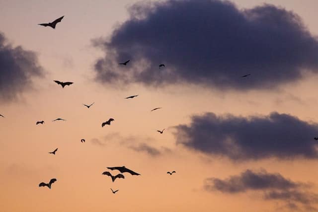 bats in evening sky owen sound