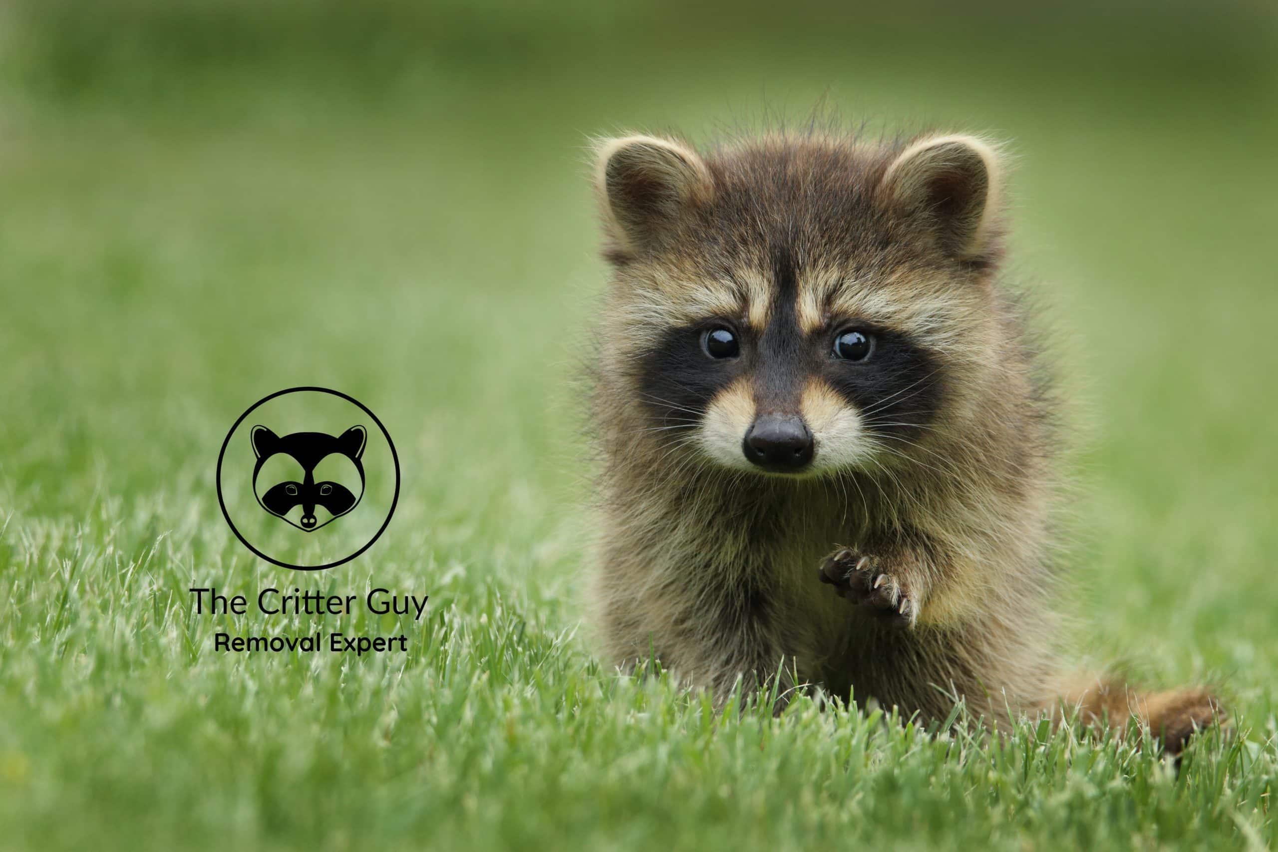 raccoon baby in grass field
