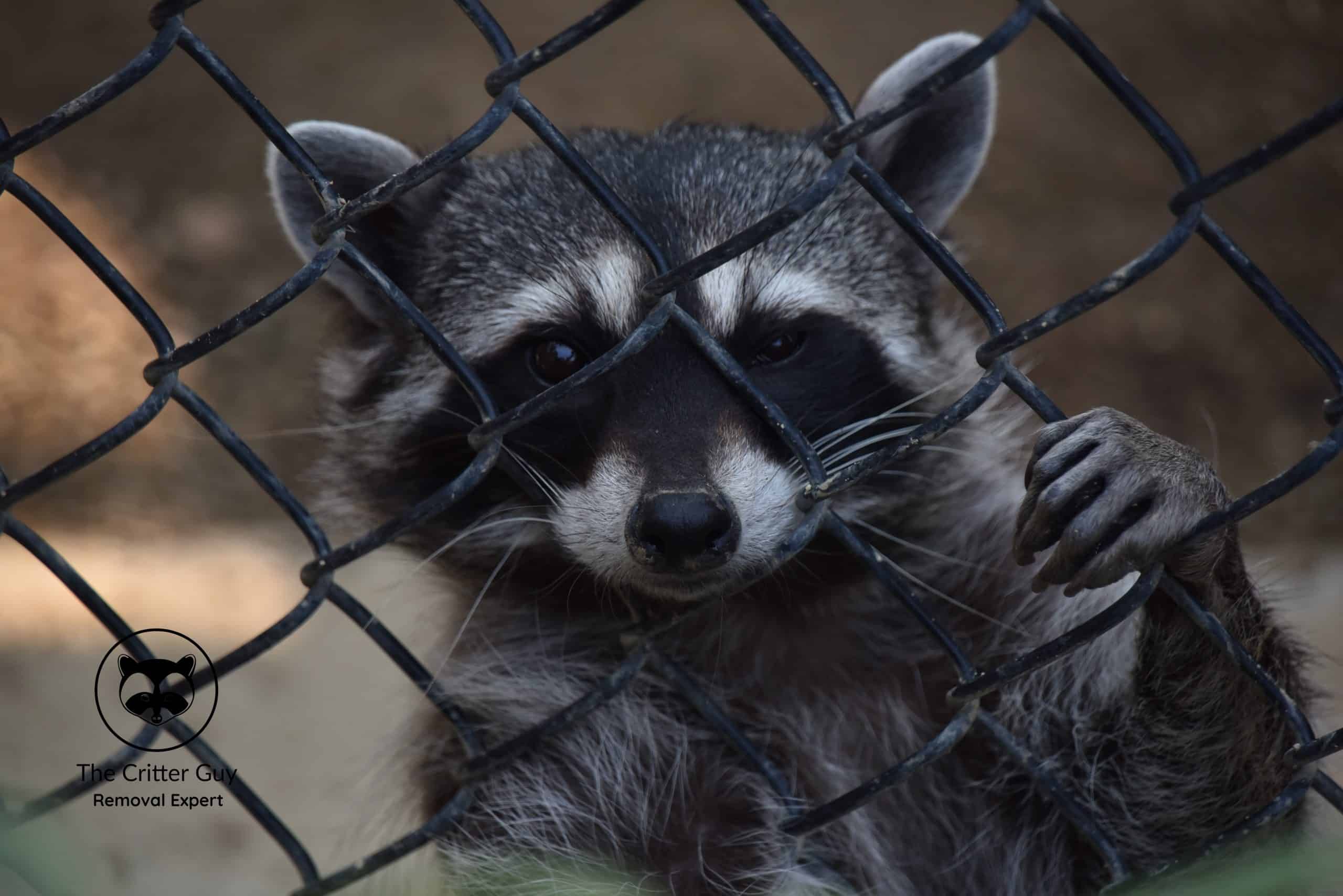 raccoon behind fence in ontario