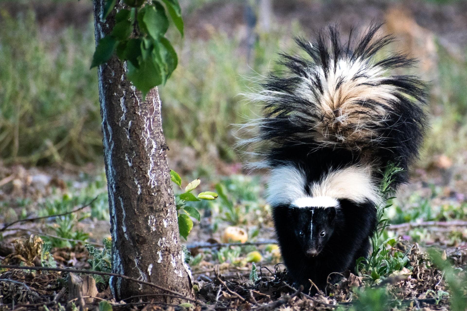 skunk walking near young tree with tail up skunk animal removal and control