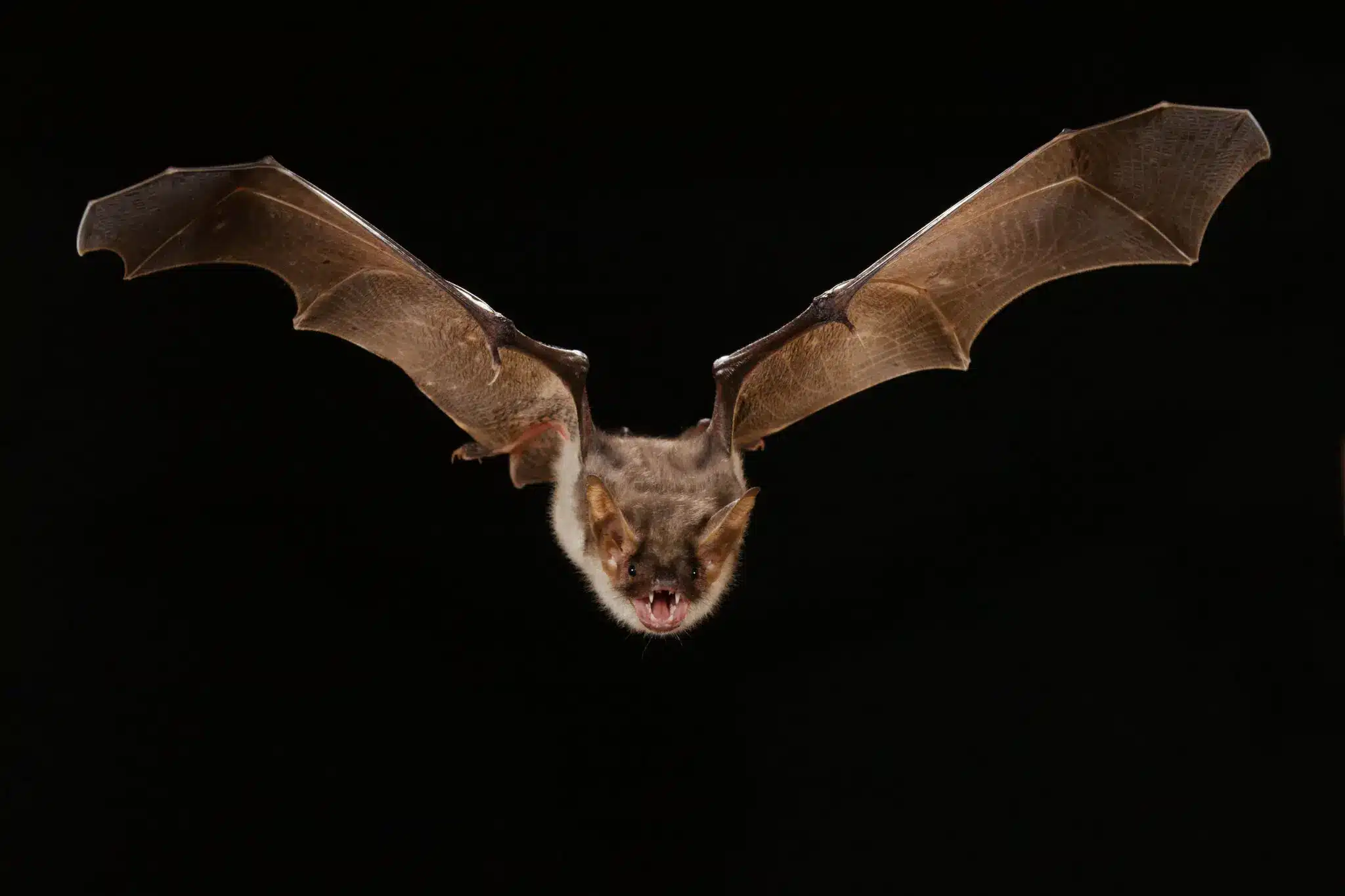 Bat flying in the house