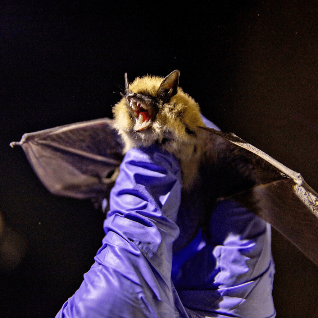 What To Do When You See Signs of Bats in House? Pest & Animal Removal