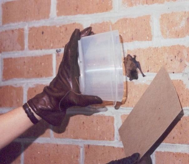 What To Do When You See Signs of Bats in House? Pest & Animal Removal