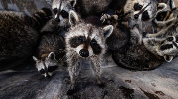 Understanding the Signs of Raccoon in Attic - Pest & Animal Removal