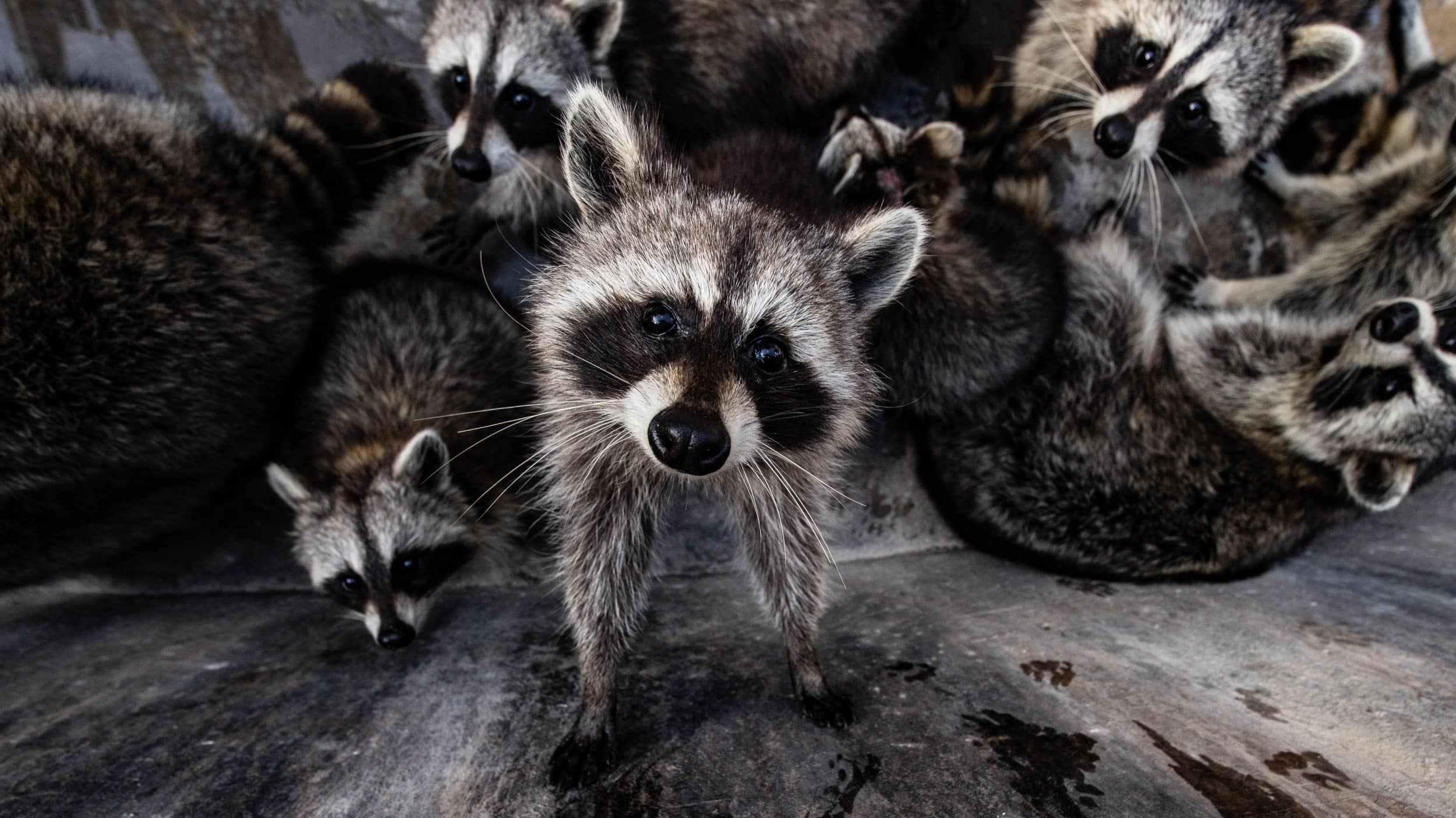10 Natural Predators that Eat Raccoons in Ontario