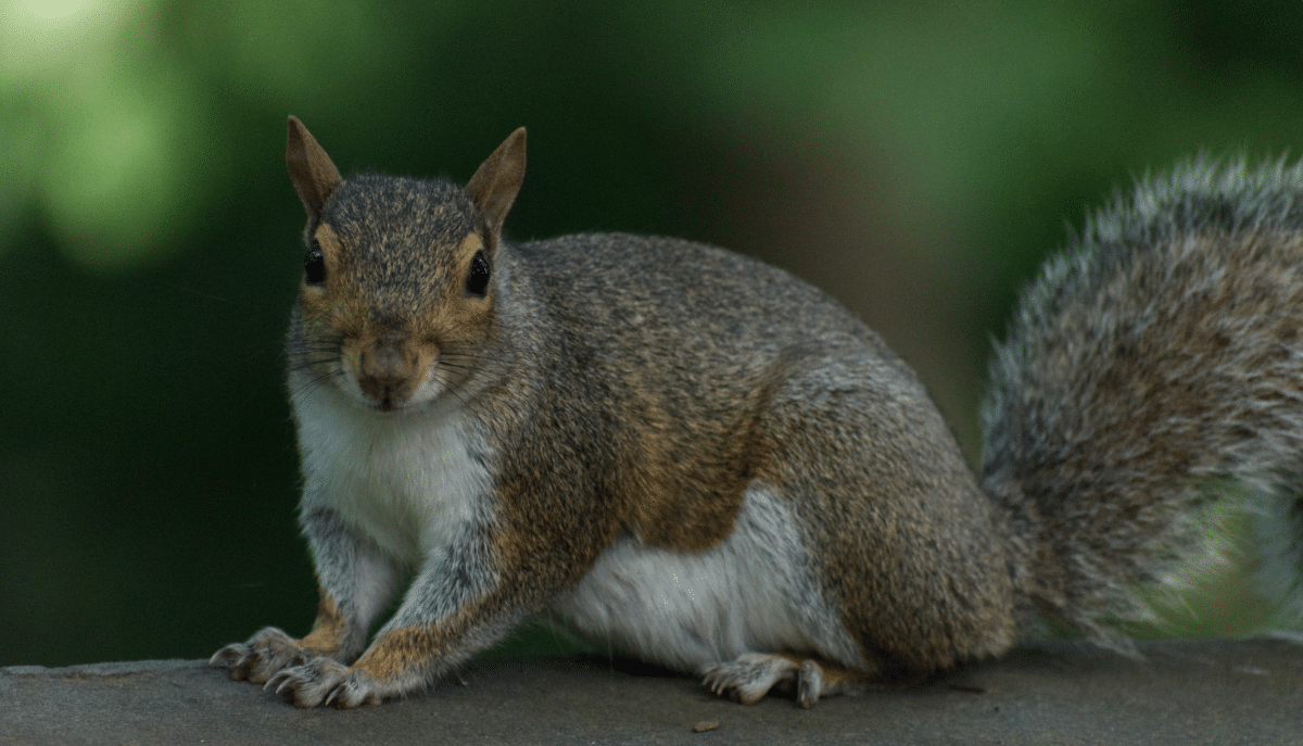Do Raccoons Eat Squirrels? Pest & Animal Removal Services